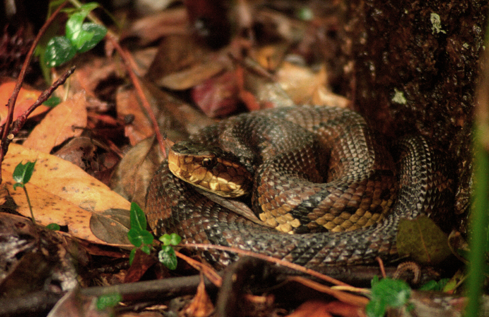 Some homeopathic remedies are made from snake venoms.