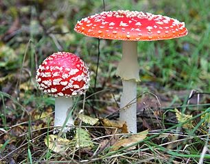 A Mushroom for Bravery: Agaricus muscarius